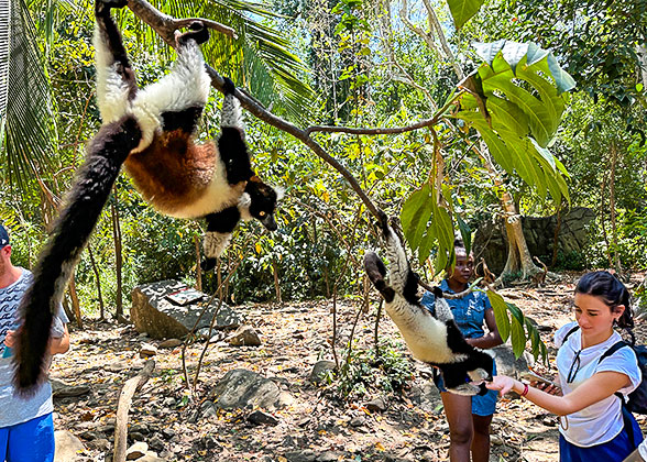 The Sifaka Lemur